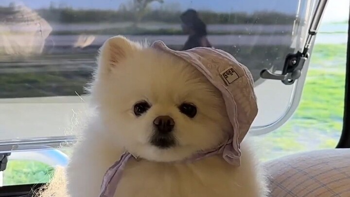 为了狗狗我所放弃的东西，你们同意吗？