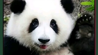 أخيرًا تعلّم الباندا العملاق وهواهوا كيفية الرفض، إنهما لطيفان للغاية! هواهوا: هذه المرة سأرفض بلطف!