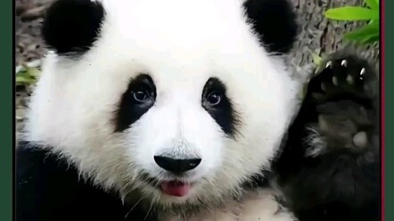 大熊猫和花终于学会了拒绝，太太太太可爱啦！花花 ：这次婉拒了哈！