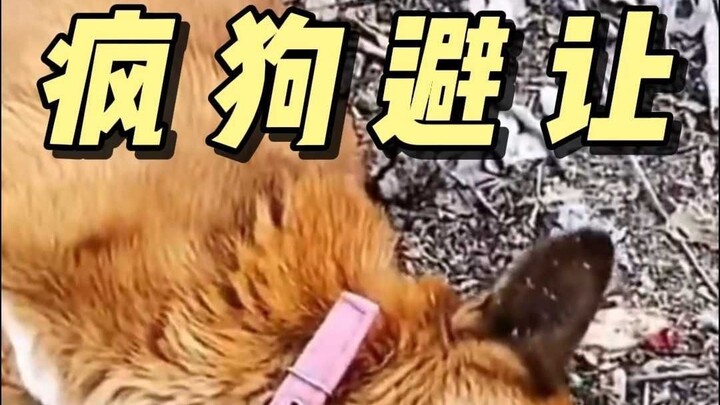 5 loài chó này tuyệt đối đừng lại gần, chúng là chó dại!