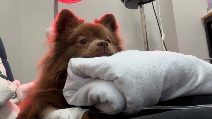 The little pug’s dental treatment journey is so heartbreaking.