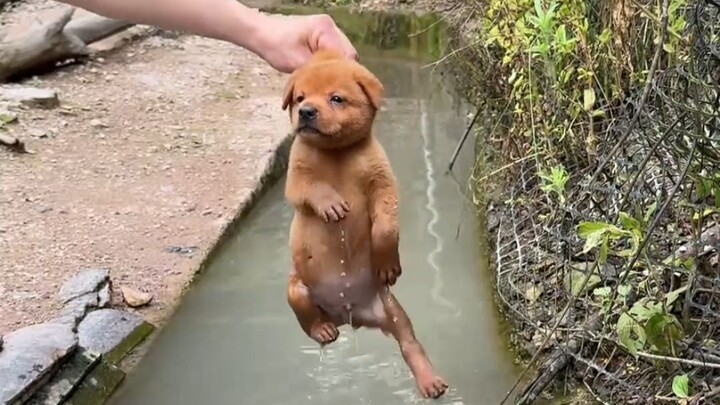 ในที่สุดก็รู้แล้วว่าการว่ายน้ำแบบตีขาหมาคืออะไร!