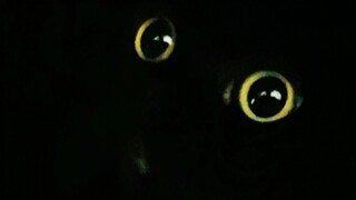I have a stealth cat at home!