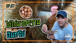 ไข่ไก่มาตรฐานอินทรีย์ - [สิรินทร์ฟาร์ม] EP.57