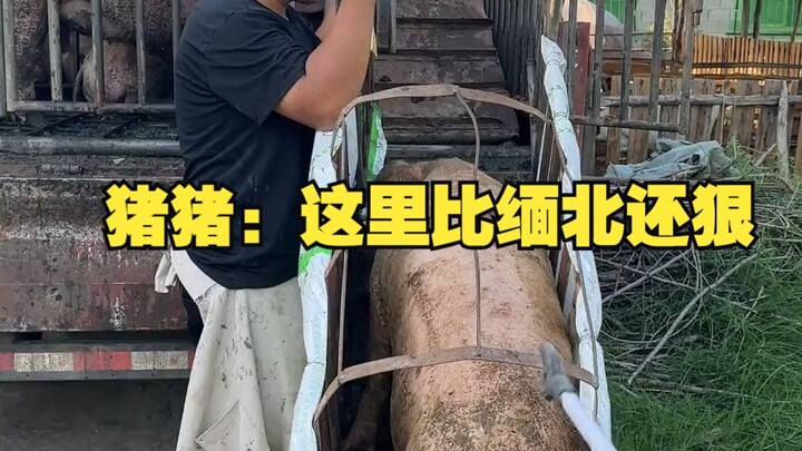 Zhu Zhu: Di sini lebih kejam daripada Myanmar Utara!