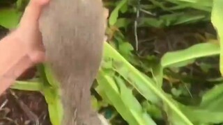 Chú sóc nhỏ mời bạn làm khách và câu chuyện cổ tích trở thành hiện thực