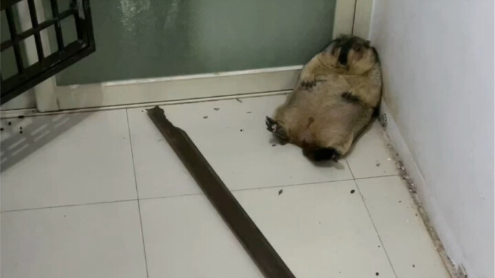 Nhà này vốn đã náo nhiệt lắm rồi, giờ lại còn có thêm 9 tiểu yêu quái nữa!