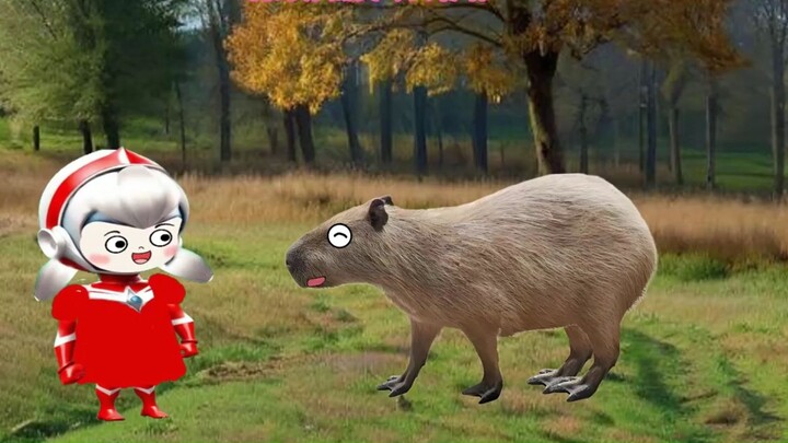 Qiao Qiao bertemu dengan seekor kuda nil besar