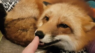 The little fox is practicing repaying a favor