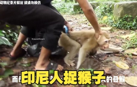 หนุ่มอินโดนีเซียถึงขั้นแย่งลูกของแม่มะกอก บ้าคลั่งขนาดนี้จริงๆ หรือ?