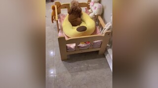 chó_cưng chócute chócon chópoodle chó poodle