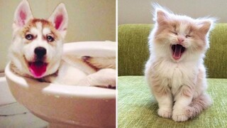 Best Of The Best Funny Animals | Try Not To Laugh Funny Animals | Cute And Funny Dogs