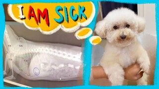 Raw Vlog: My Toy Dog Swallowed an Unknown Foreign Object | Things to Dog | The Poodle Mom
