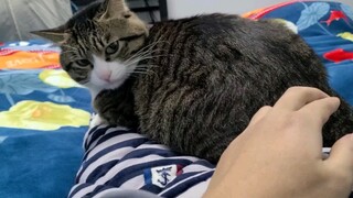 قنفذ البحر الشائك