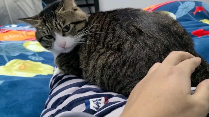 Prickly Sea Cucumber