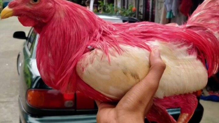 manok na pink