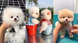 HOT TIKTOK - Những Con Vật Siêu Cute - Dễ Thương Nhất Thế Giới #43 #short #pets  cute dogs and cats