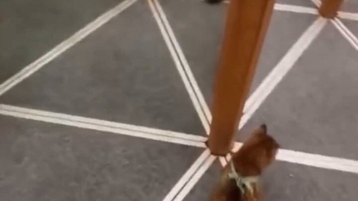 Now you know that cat’s whiskers are very useful!!!