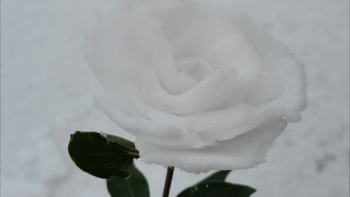 真“牛头不对马嘴”！