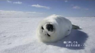 ลูกแมวน้ำ!