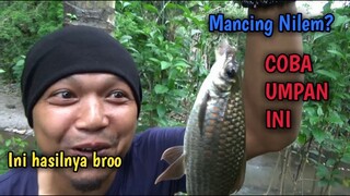 COBA INI BROO!! Umpan Mancing Ikan Nilem Sungai Paling Ampuh