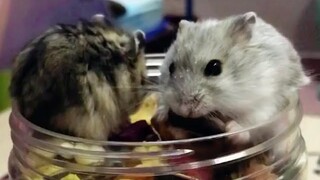 Hamster Winter White Sóc và Trắng Sọc