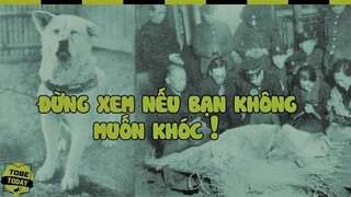 🔴 7 Chú Chó Trung Thành Nhất Mọi Thời Đại Khiến Hàng Triệu Người Rơi Lệ | Tobetoday