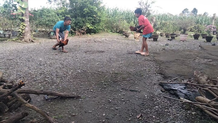 1st spar of my muff lemon and muff lemon x gilmore