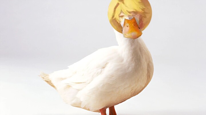 The Ducky King's Dad 4