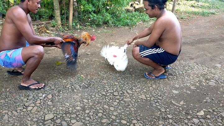 papawis lang mga manokis natin