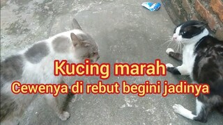 Kucing Marah Cewenya Di Ambil lucu banget Meong Meong