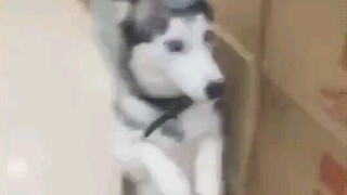 去买东西的时候，看到店主在罚站他的哈士奇
