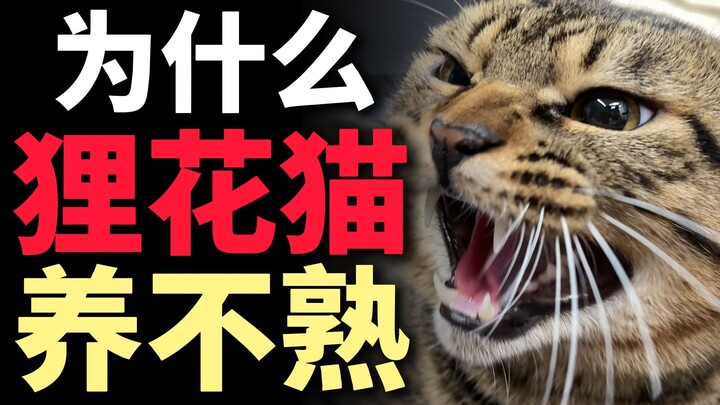 Mengapa kucing calico sulit dijinakkan?!