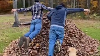 Anjing: Apa semua manusia suka tumpukan daun? Kebetulan sekali! Aku juga!