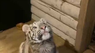 القصر يخرج بالملايين! إما الأكل أو اللعب هيهي.