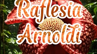 Raflesia Arnoldi - Si Bunga Bangkai 🌺