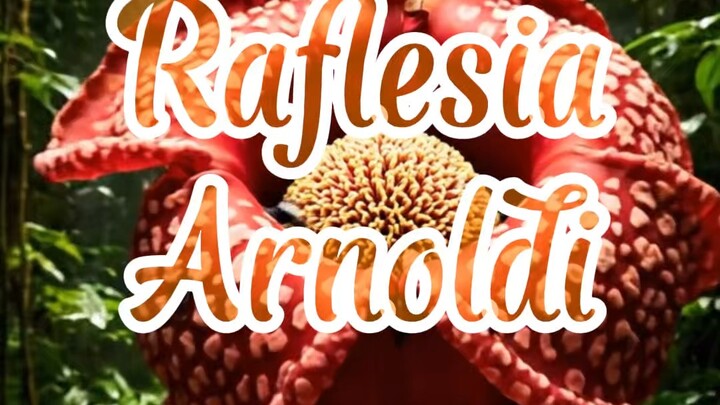 Raflesia Arnoldi - Si Bunga Bangkai 🌺