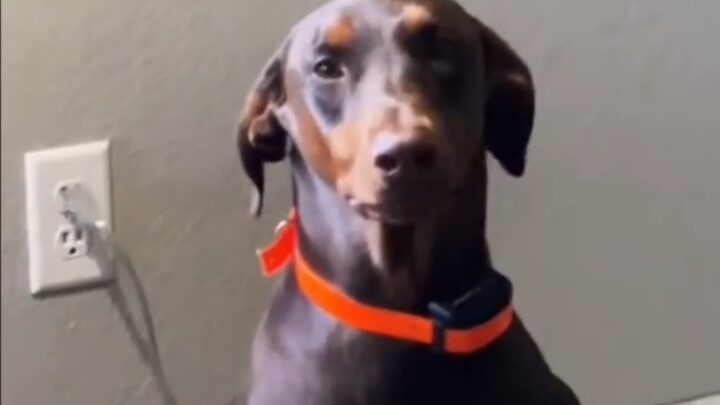 Dog Caught Red-Handed in the Act of Misbehaving