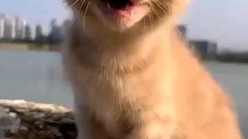 Cute cat again.