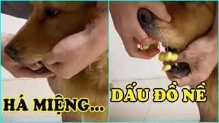 Chó mèo hài hước dễ thương | Dogs and Cats Funny Cute #373