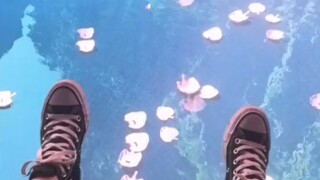 迎面而来的花瓣让我沉迷其中
