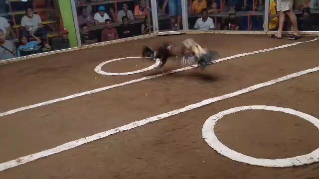 Win Talisayin Anak ni Bulik Babalik 2nd fight Entry Name: YUNA Naunahan pero solid Ang Ganti😂