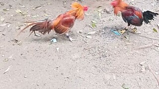 spar exercise
