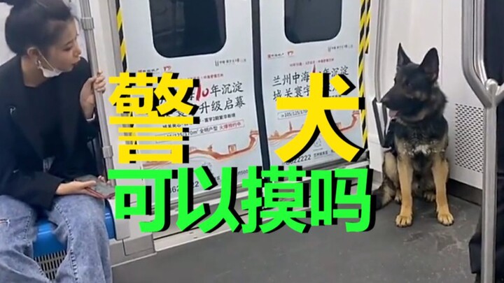 警犬可以摸吗？