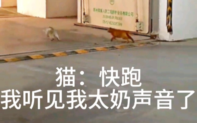 Kucing: Cepat lari, aku dengar suara nenek buyutku!