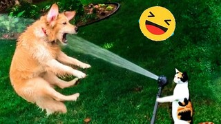 Try Not To Laugh Dogs And Cats 😁 - Best Funniest Animals Video 2023