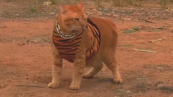 harimau spesies baharu😌