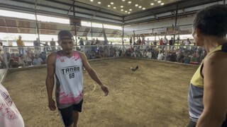 Mahiwaga talaga ang sabong yung akala mong talo na nanalo pa