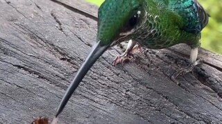 油管可爱小动物