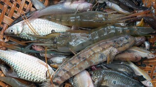 RA VƯỜN CHÀI CÁ -  CÓ GÌ ĂN GÌ! | Chuyện Phương Kể • Tập 143